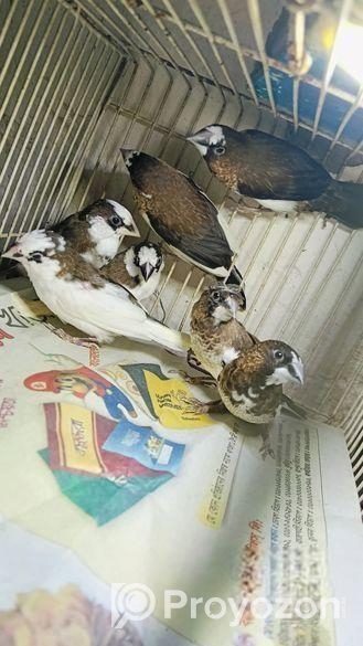 Bengoli Foster Male Finch ফিন্স