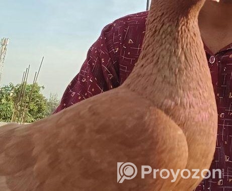 টেম করা কবুতর