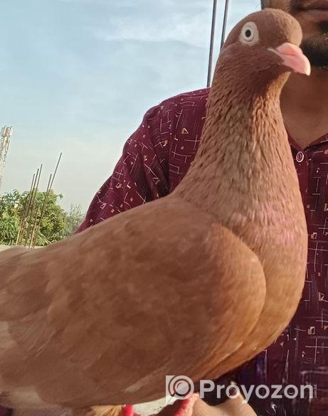 টেম করা কবুতর