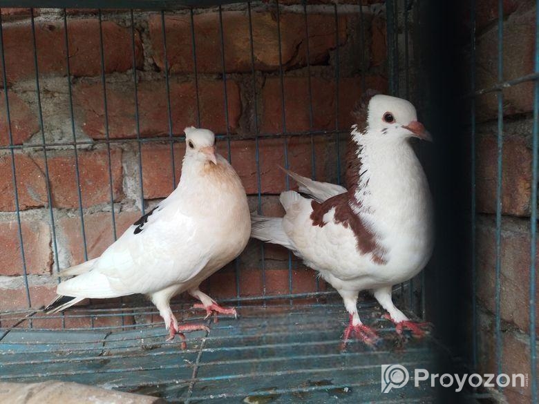 চুইটাল রানিং গোল্লা বিক্রি হবে