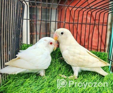 love bird Albino