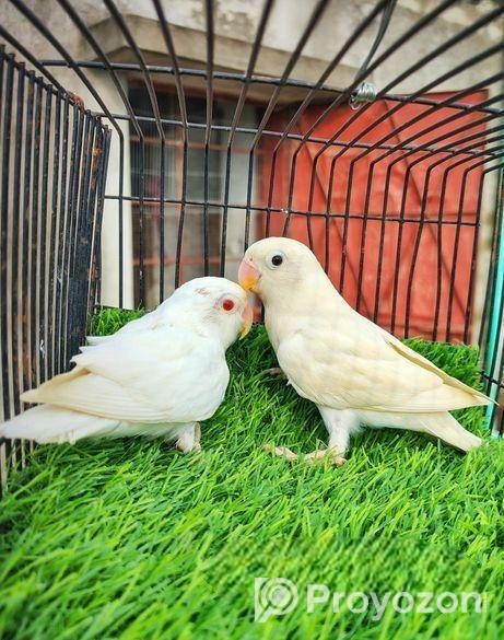 love bird Albino