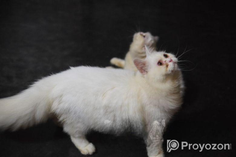 Adult Female And Male