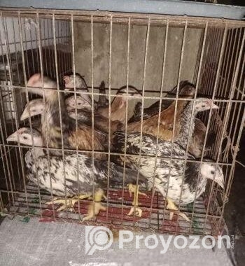 দেশি মুরগি