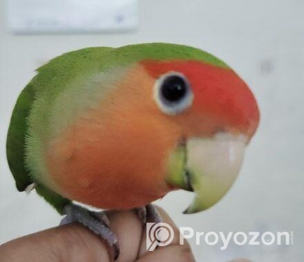 Tame Love Bird
