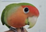 Tame Love Bird