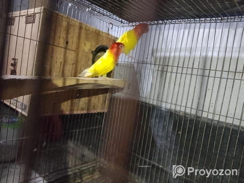 লাভ বার্ড পাখি বিক্রয়ের জন্য