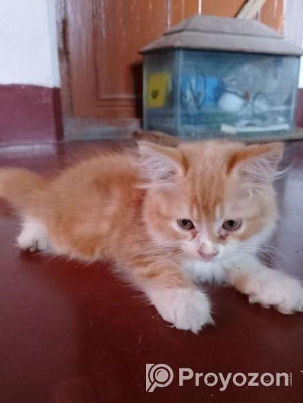 পারসিয়ান কিটান মেল