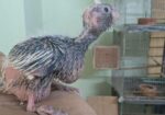 Cockatiel Baby- কোকাটেল