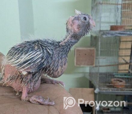 Cockatiel Baby- কোকাটেল