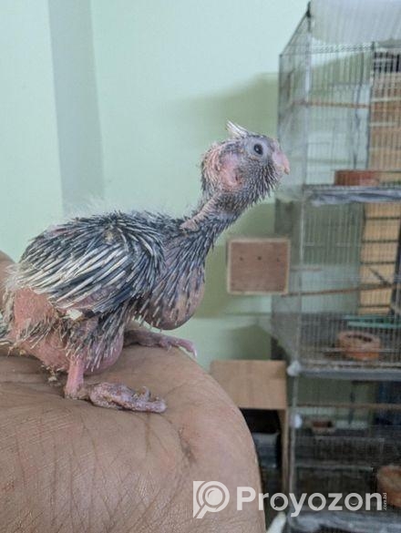 Cockatiel Baby- কোকাটেল