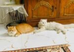 Persian Cat