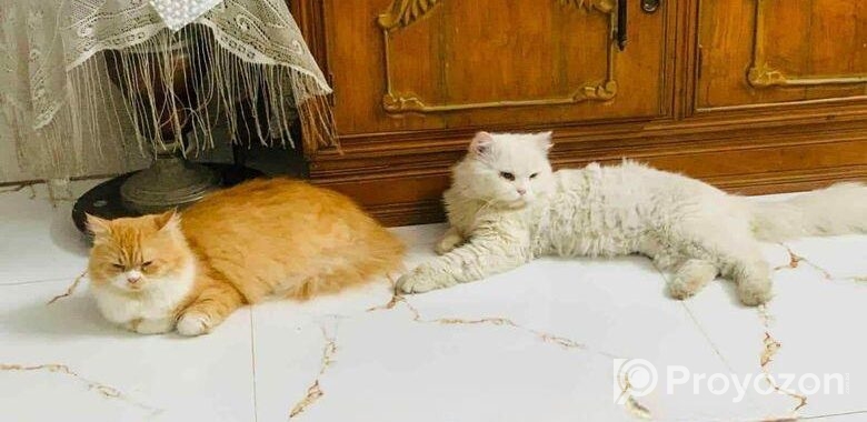 Persian Cat