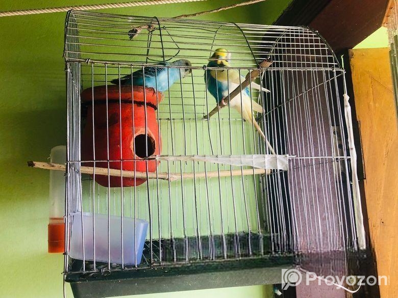 পাখির খাঁচা