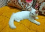 Double Coat Persian Cat