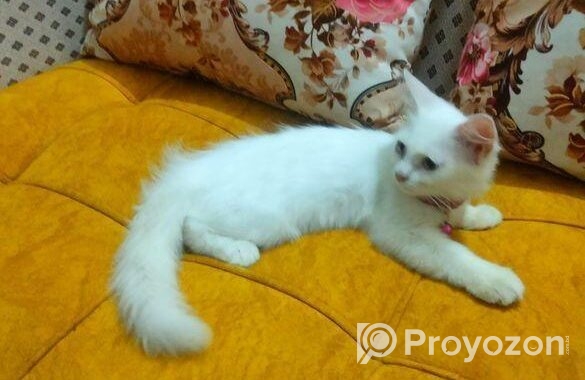 Double Coat Persian Cat