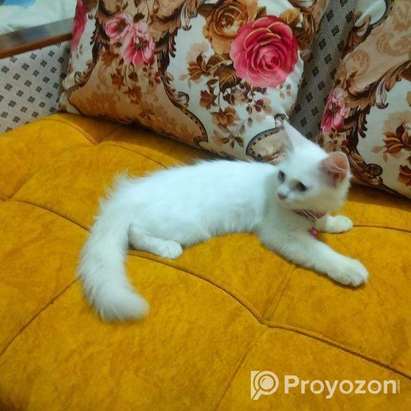 Double Coat Persian Cat