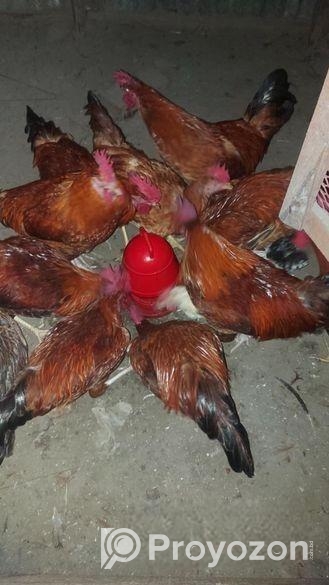 অরজিনাল টাইগার মোরগ