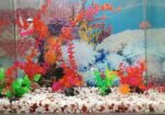 Aquarium Sell