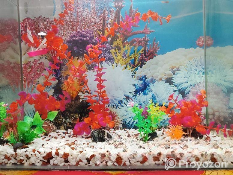 Aquarium Sell
