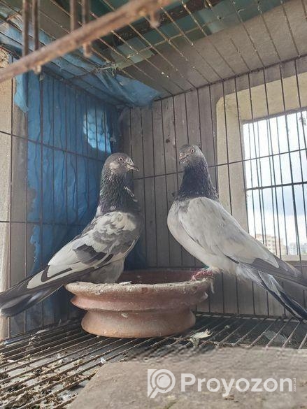 গিরিবাজ কবুতর