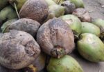বড় সাইজের নারকেল বা মাঝারি সাইজের নারকেল