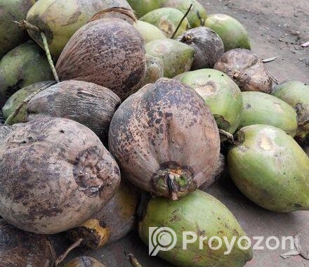 বড় সাইজের নারকেল বা মাঝারি সাইজের নারকেল