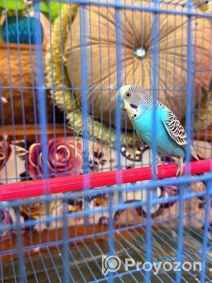 বাজিগার পাখি