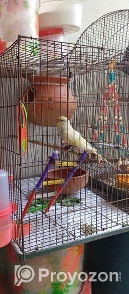 ক্লাসিক বাজারিগার