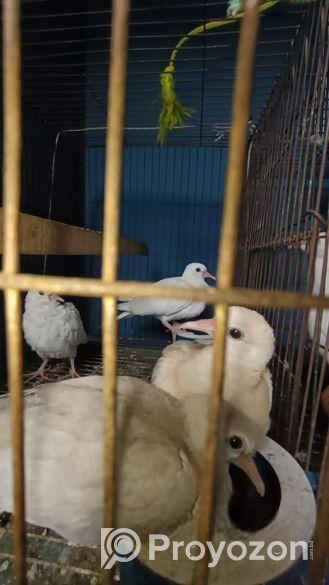 ঘুঘু পাখি