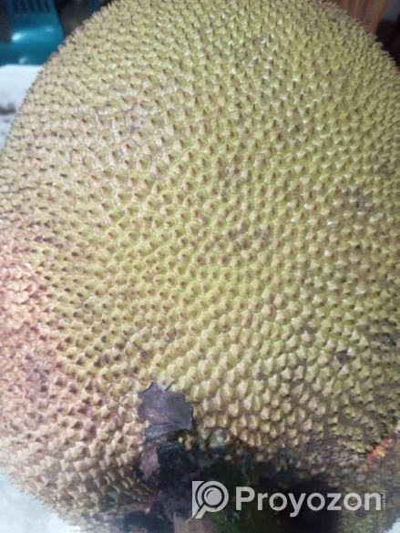 ছোট বড় সবার পছন্দ সিজনি কাঠাল