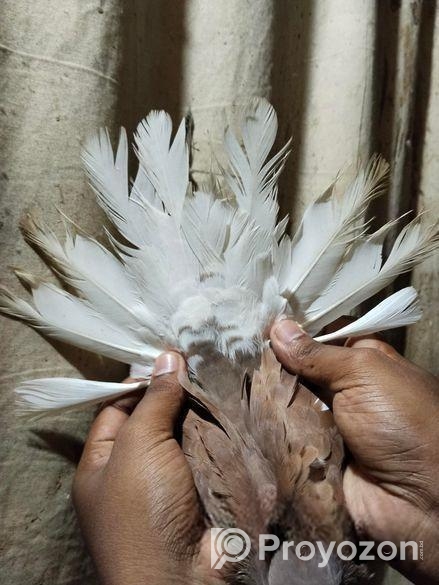 লাল গররা মাদি