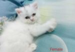 Persian Cat