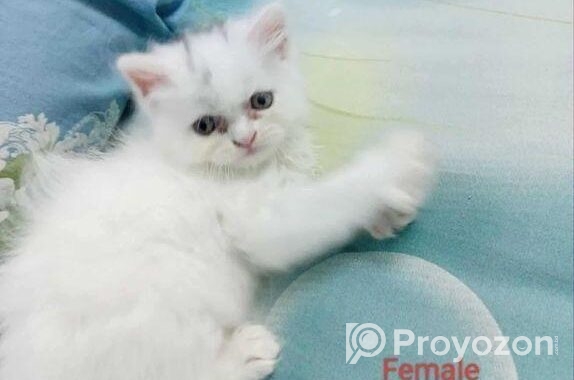 Persian Cat