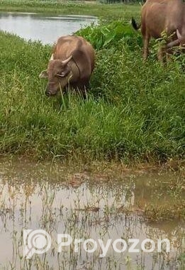মহিষ বিক্রি হইবে