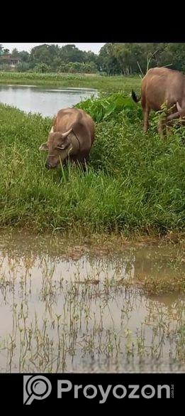 মহিষ বিক্রি হইবে