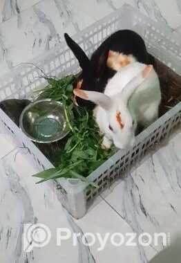 এক জোড়া খরগোশ বিক্রি হবে
