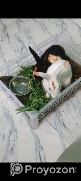 এক জোড়া খরগোশ বিক্রি হবে