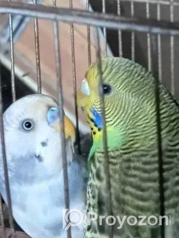 ছেলে বাজিগর