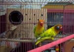 Love Bird Running Pair