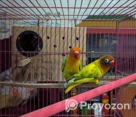 Love Bird Running Pair