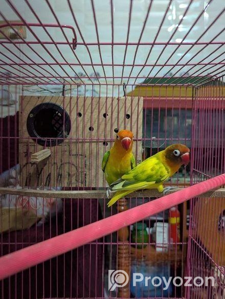 Love Bird Running Pair