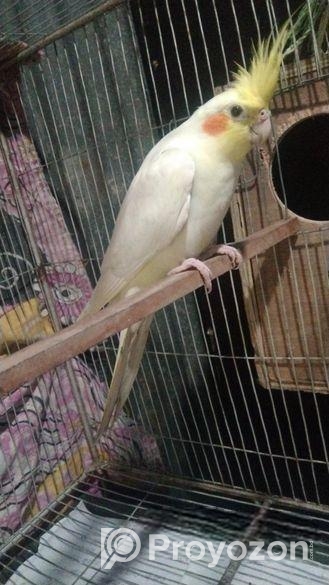 টেম ককাটেল