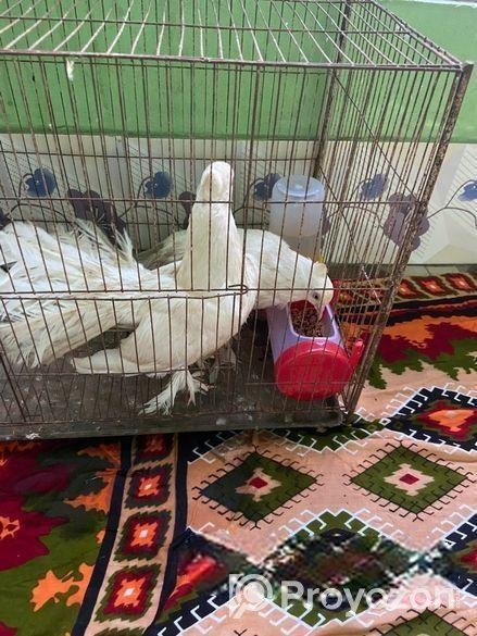 লক্ষা কবুতর