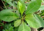 ইন্ডিয়ান আইভরি শুধু চারা