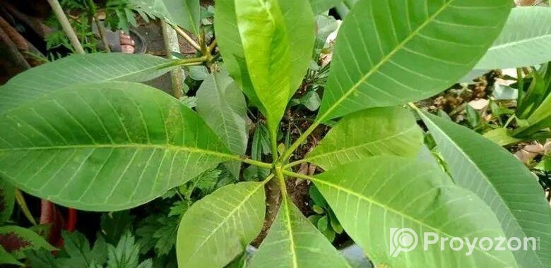 ইন্ডিয়ান আইভরি শুধু চারা
