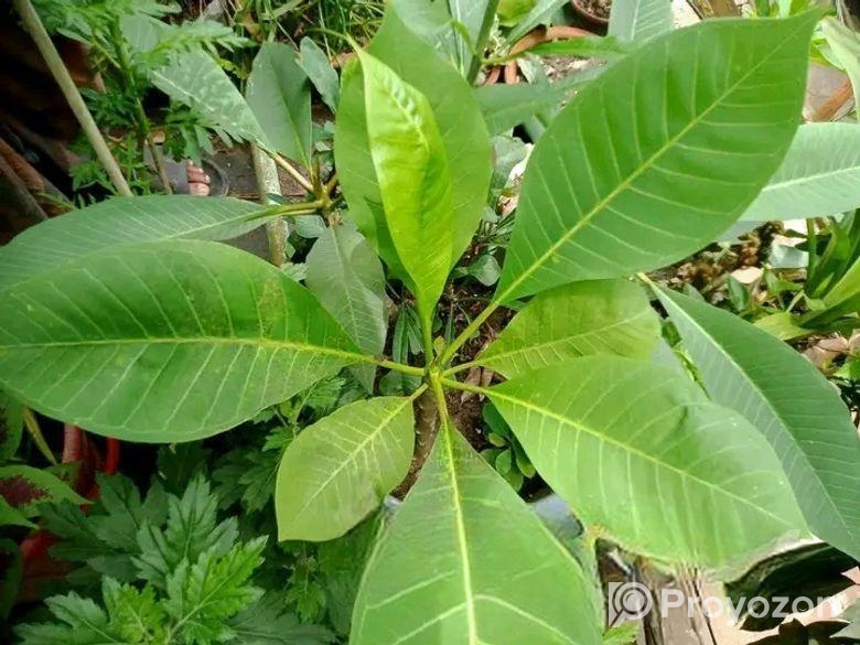 ইন্ডিয়ান আইভরি শুধু চারা