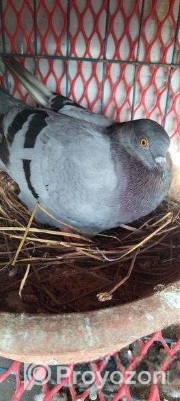 সবজি গোল্লা কবুতর