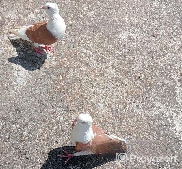 এই কবুতর জোড়া বিক্রি হবে