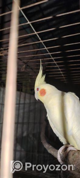 এক জোড়া রানিং ককাটেল পাখি ডিম বাচ্চা ১০০%গ্যারান্